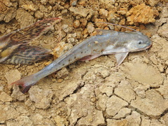 Calophysus macropterus