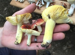Russula aurea