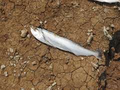 Rhaphiodon vulpinus