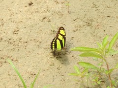 Philaethria dido