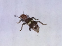 Enoclerus quadrisignatus