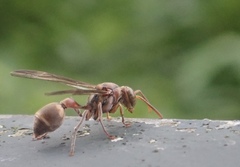 Ropalidia hongkongensis