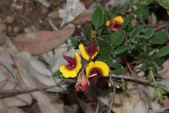 Bossiaea ornata