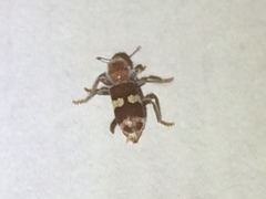 Enoclerus quadrisignatus