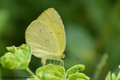 Eurema hecabe hecabe