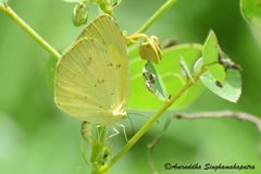 Eurema hecabe hecabe