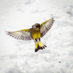 Chloris chloris