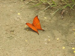 Marpesia tutelina