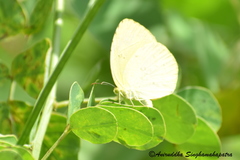 Eurema hecabe hecabe