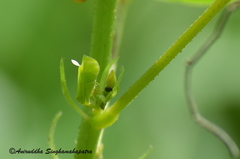 Eurema hecabe hecabe