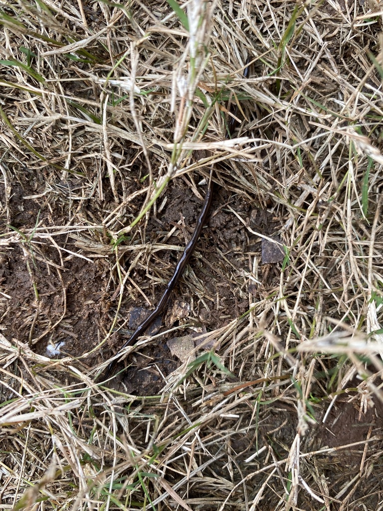 broadhead planarians from College, Milledgeville, GA, US on