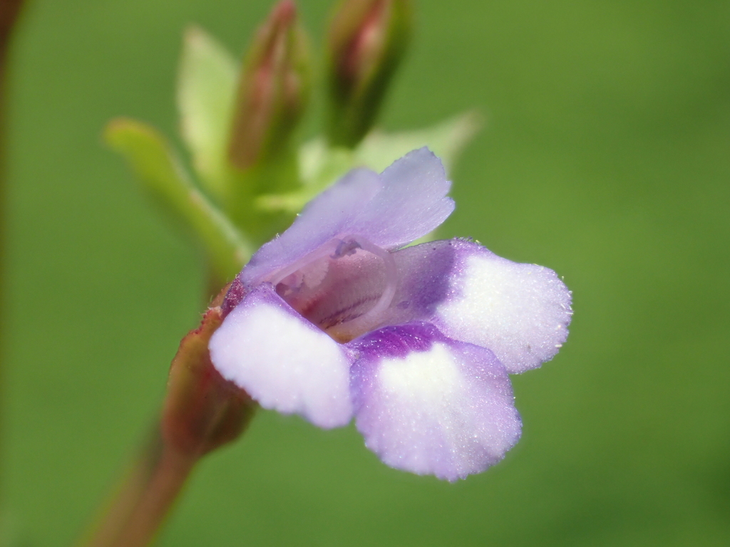 Torenia crustacea