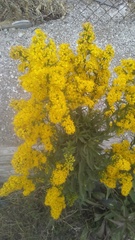 Solidago