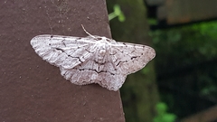 Stenoporpia pulmonaria