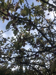 Cotoneaster glaucophyllus