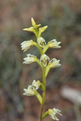 Prasophyllum cyphochilum