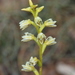 Prasophyllum cyphochilum - Photo 由 Tim Hammer 所上傳的 (c) Tim Hammer，保留部份權利CC BY