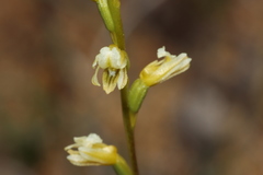 Prasophyllum cyphochilum