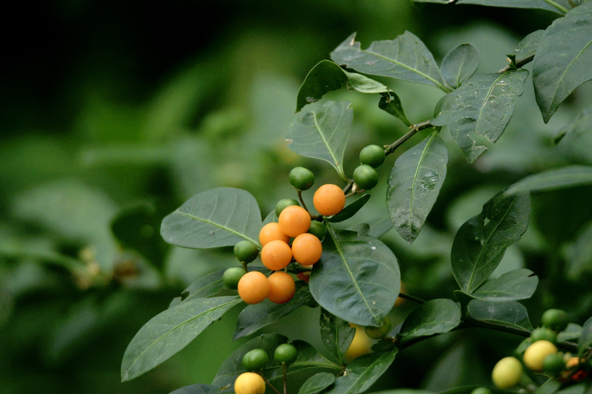 Solanum diphyllum
