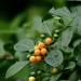 Solanum diphyllum - Photo (c) gloriamarkiewicz, osa oikeuksista pidätetään (CC BY-NC)