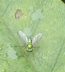 Chrysosoma globiferum