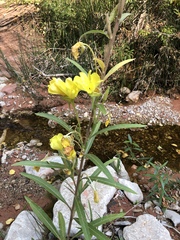 Oenothera longissima