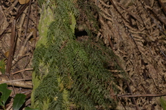 Abrodictyum caudatum