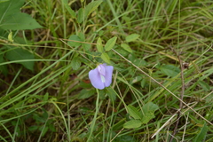 Centrosema virginianum