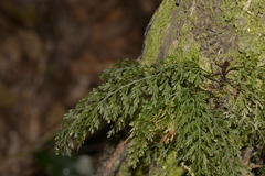 Abrodictyum caudatum