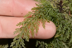 Abrodictyum caudatum