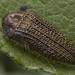 Acmaeodera cuprina - Photo (c) Kevin Dorian T. B., some rights reserved (CC BY-NC), uploaded by Kevin Dorian T. B.