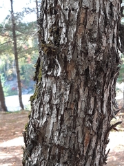 Ostrya virginiana image