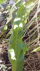Niphidium albopunctatissimum