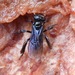 Long-winged Toothed Stingless Bee - Photo (c) Grete Pasch, some rights reserved (CC BY)
