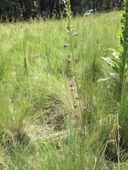 Pennellia longifolia