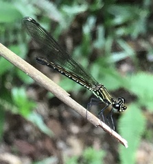 Heliocypha perforata