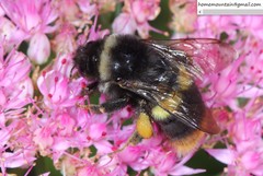 Bombus ganjsuensis