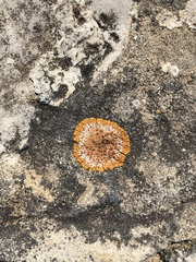 Variospora aurantia