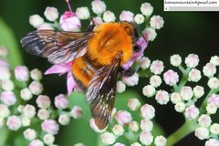 Bombus opulentus