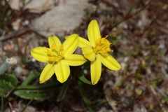Tricoryne humilis