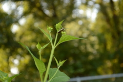 Verbesina occidentalis