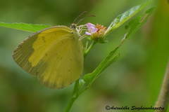 Eurema hecabe hecabe