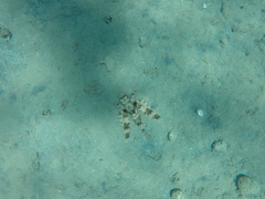 Dactylopterus volitans