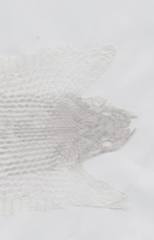 Hemorrhois ravergieri