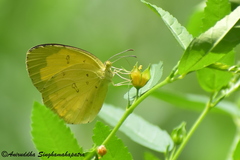 Eurema hecabe hecabe