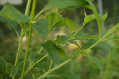 Verbesina occidentalis