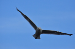 Larus argentatus