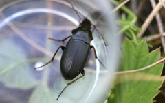Calathus fuscipes