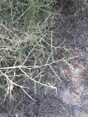 Adenocarpus telonensis