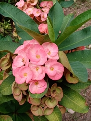 Euphorbia milii